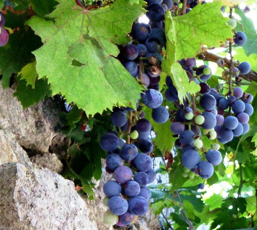אנדרנו Palacca, Trullo Salentino מראה חיצוני תמונה